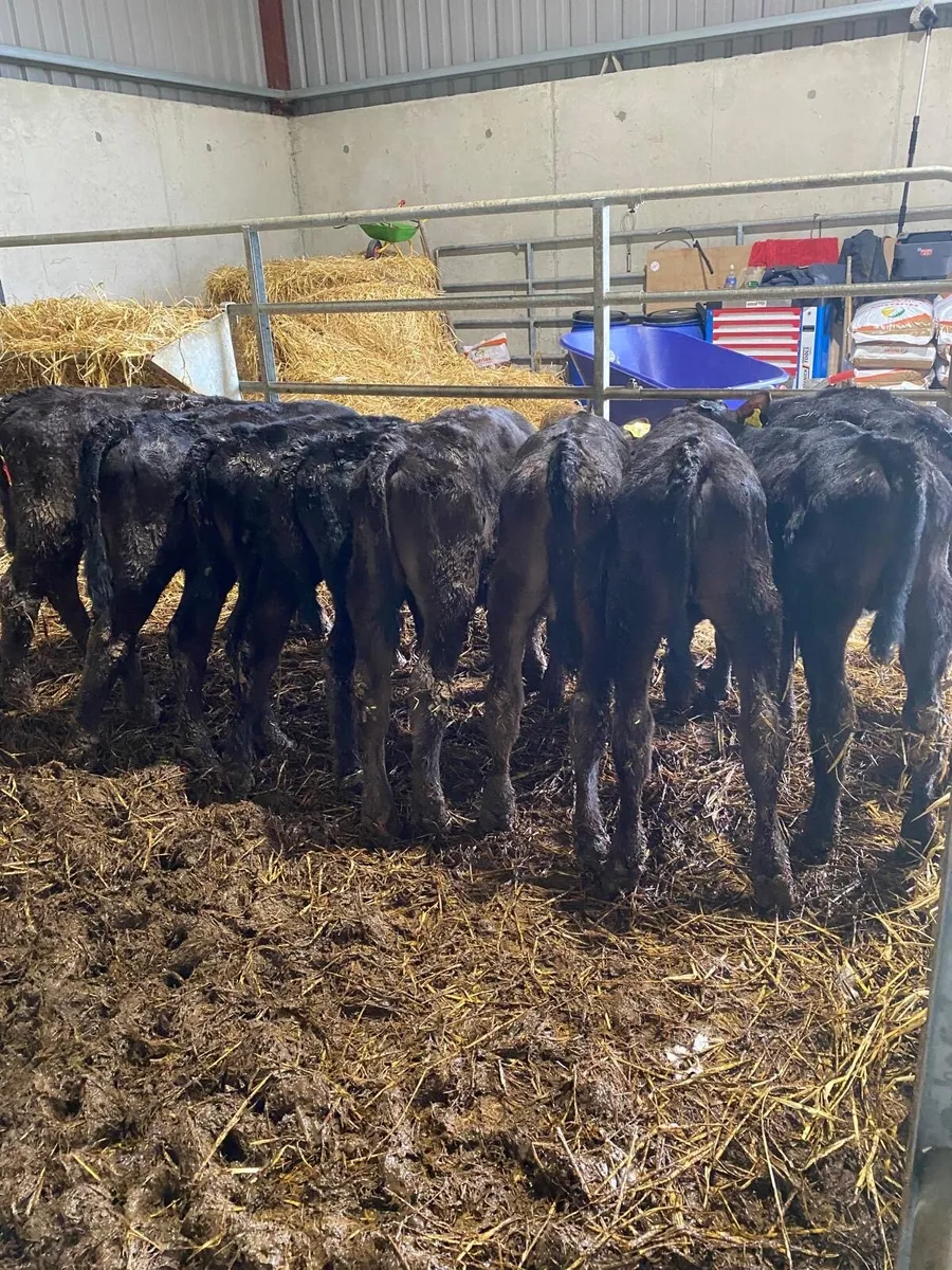 Angus & Hereford calves - Image 4