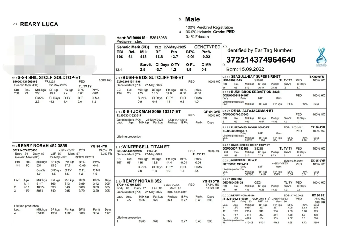 Pedigree Holstein Bulls - Image 2