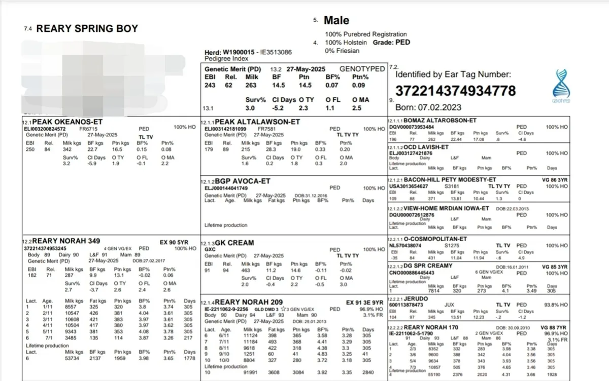 Pedigree Holstein Bulls - Image 3