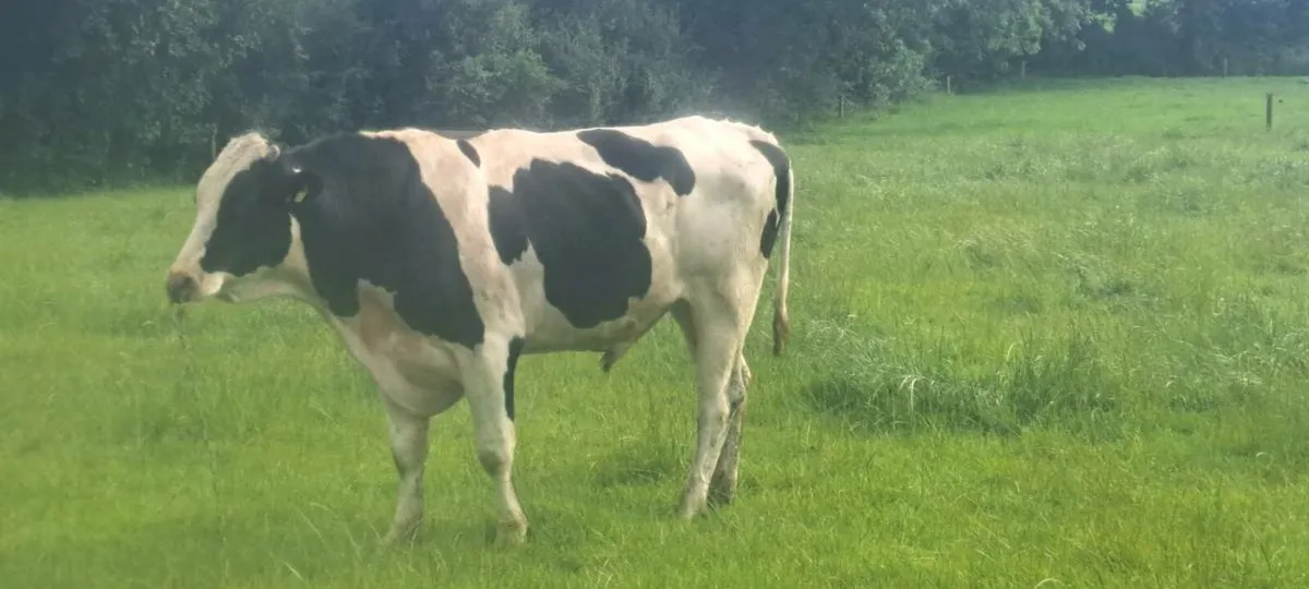 Pedigree Holstein Bulls - Image 4