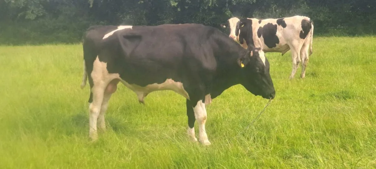 Pedigree Holstein Bulls - Image 1