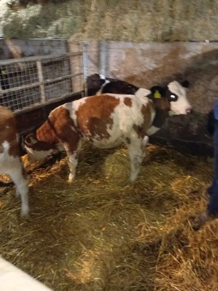 Runners for sale at listowel mart - Image 1