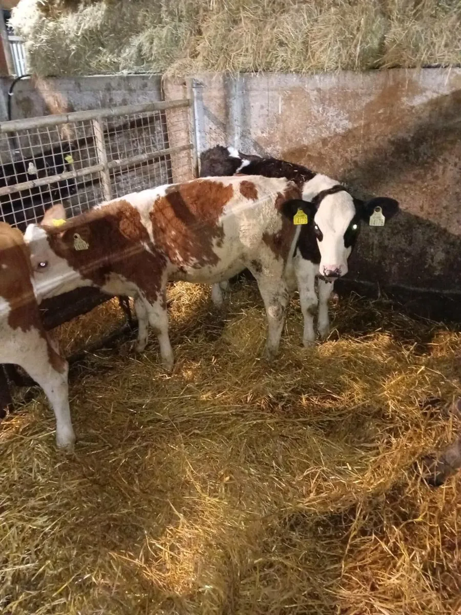 Runners for sale at listowel mart - Image 2