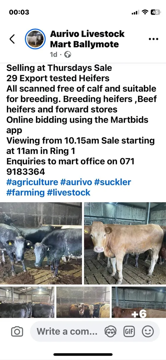 29 Heifers for Ballymote Thursday - Image 1
