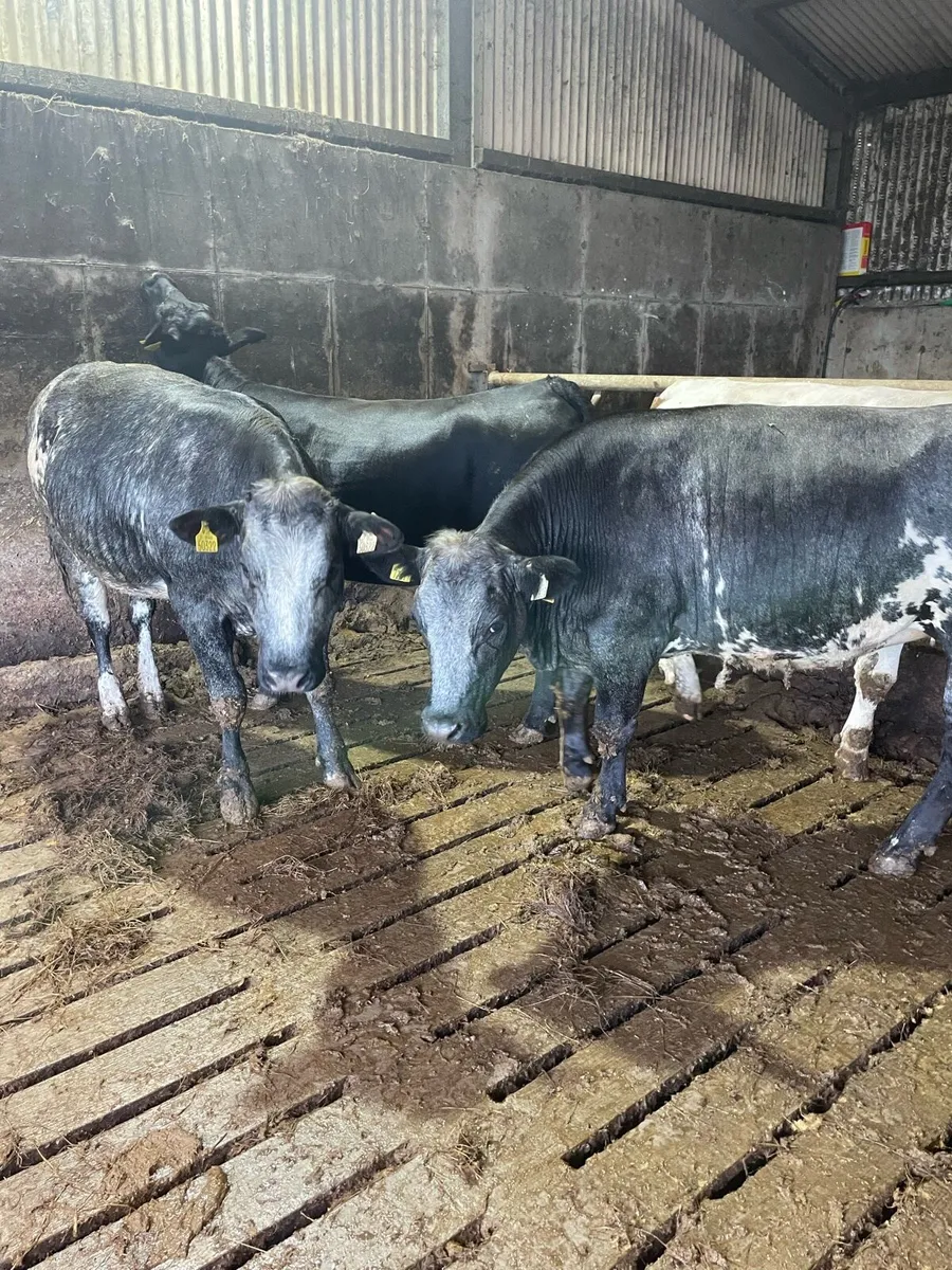 29 Heifers for Ballymote Thursday - Image 2