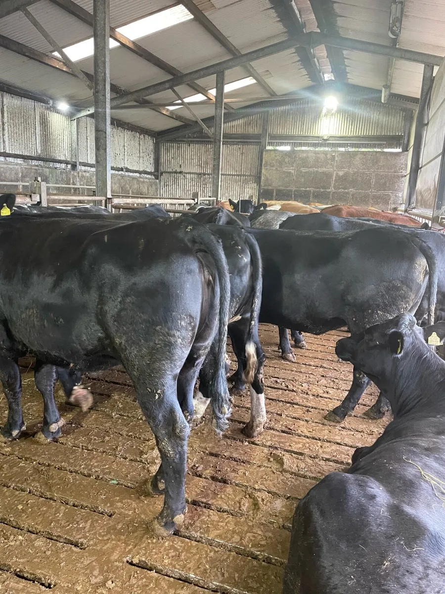 29 Heifers for Ballymote Thursday - Image 3