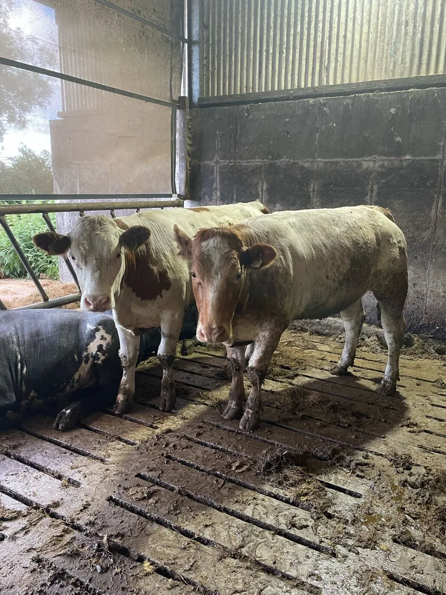 29 Heifers for Ballymote Thursday - Image 4