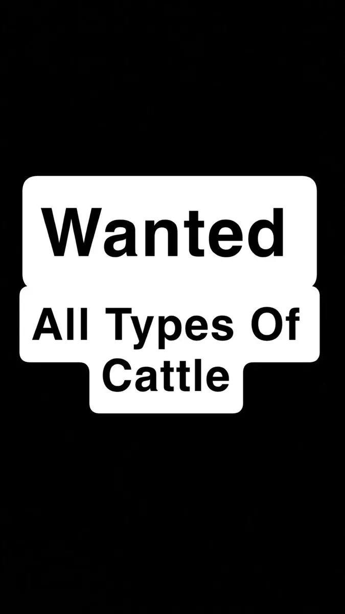 Cull cows