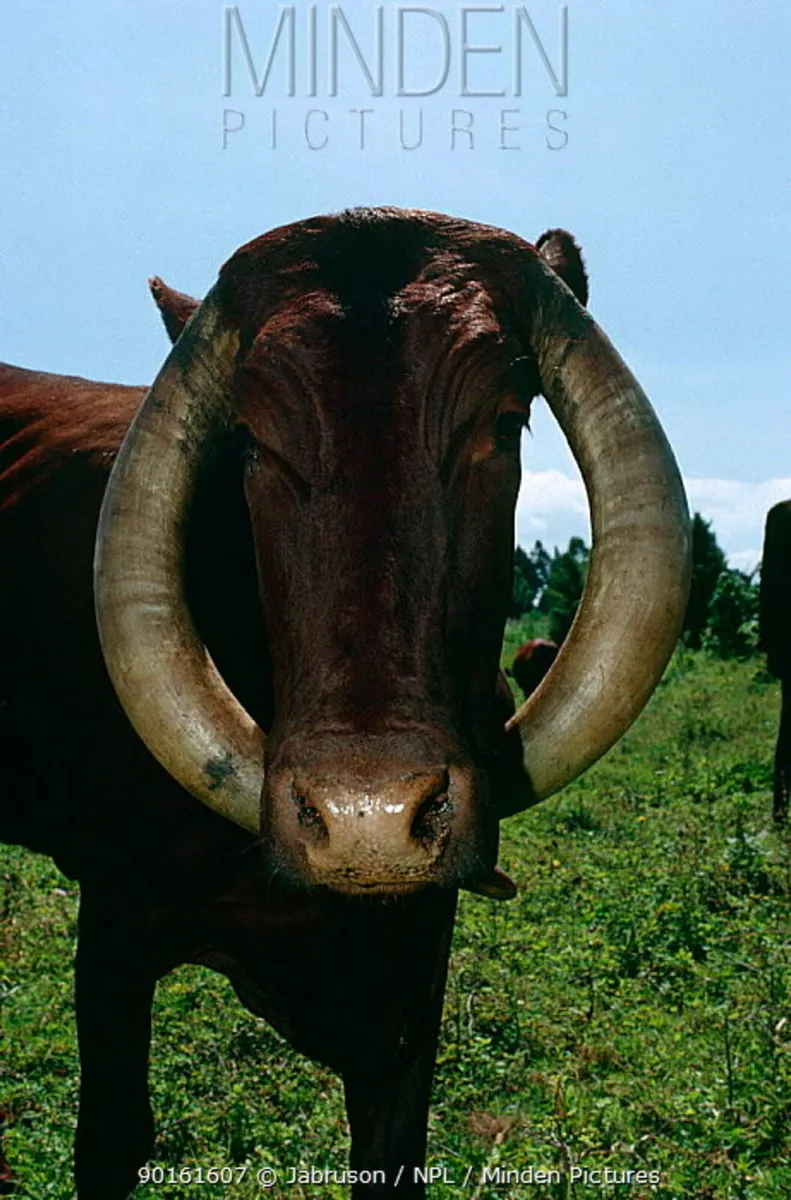 Cows - Image 2