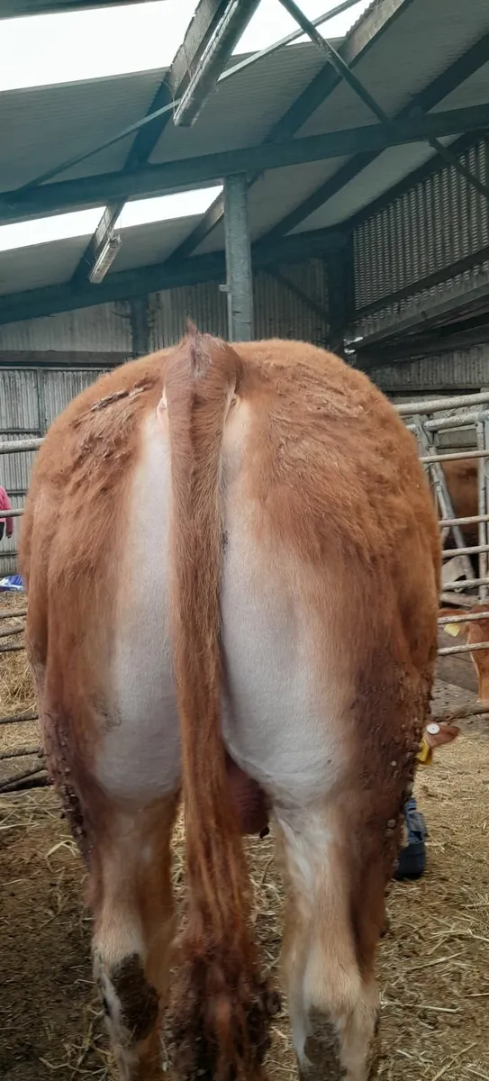 Pure bred Limousin Bull - Image 2