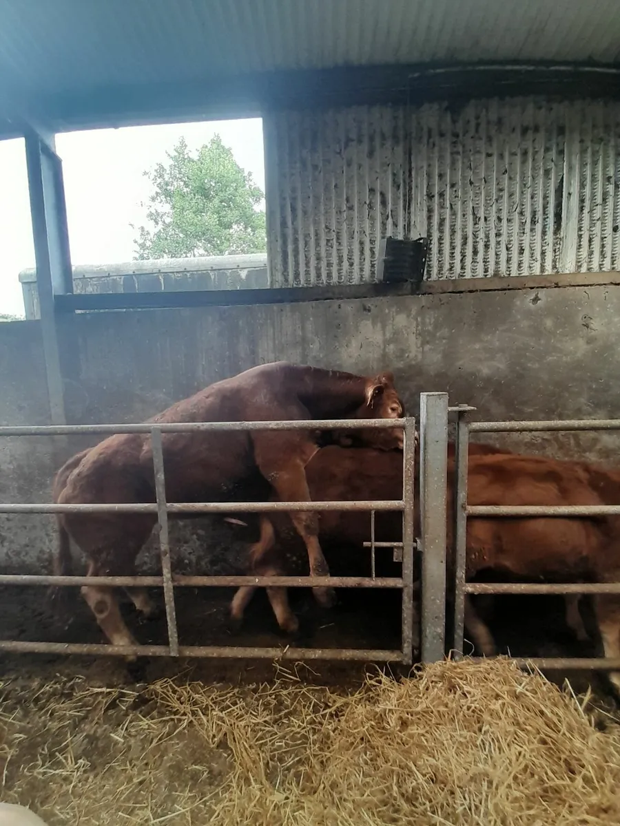 Pure bred Limousin Bull - Image 4