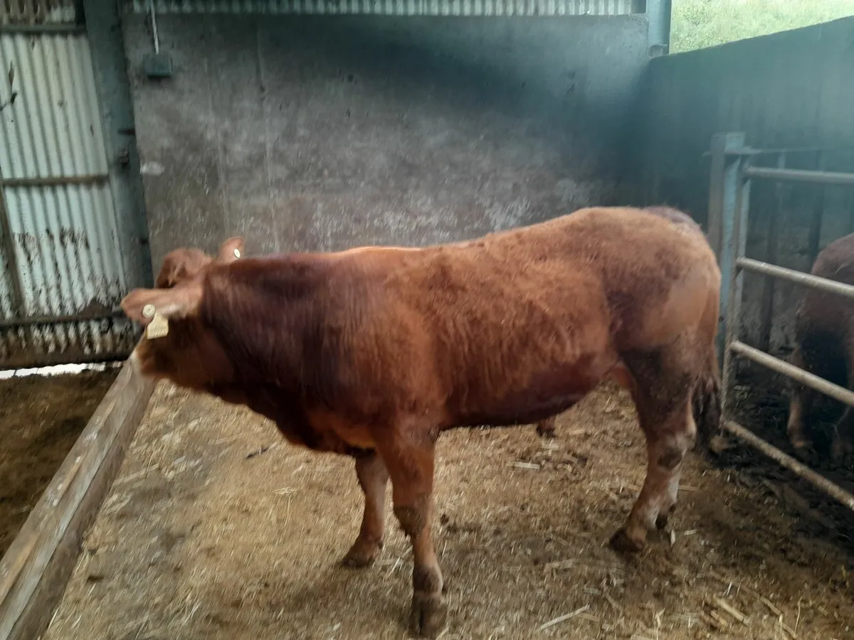 Pure bred Limousin Bull - Image 1
