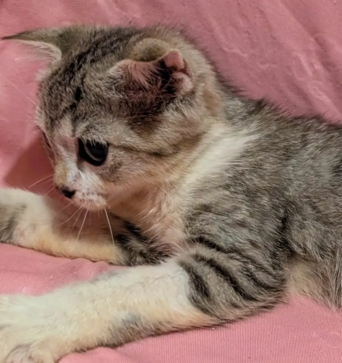 Egyptian Shorthair Kitten - Image 4