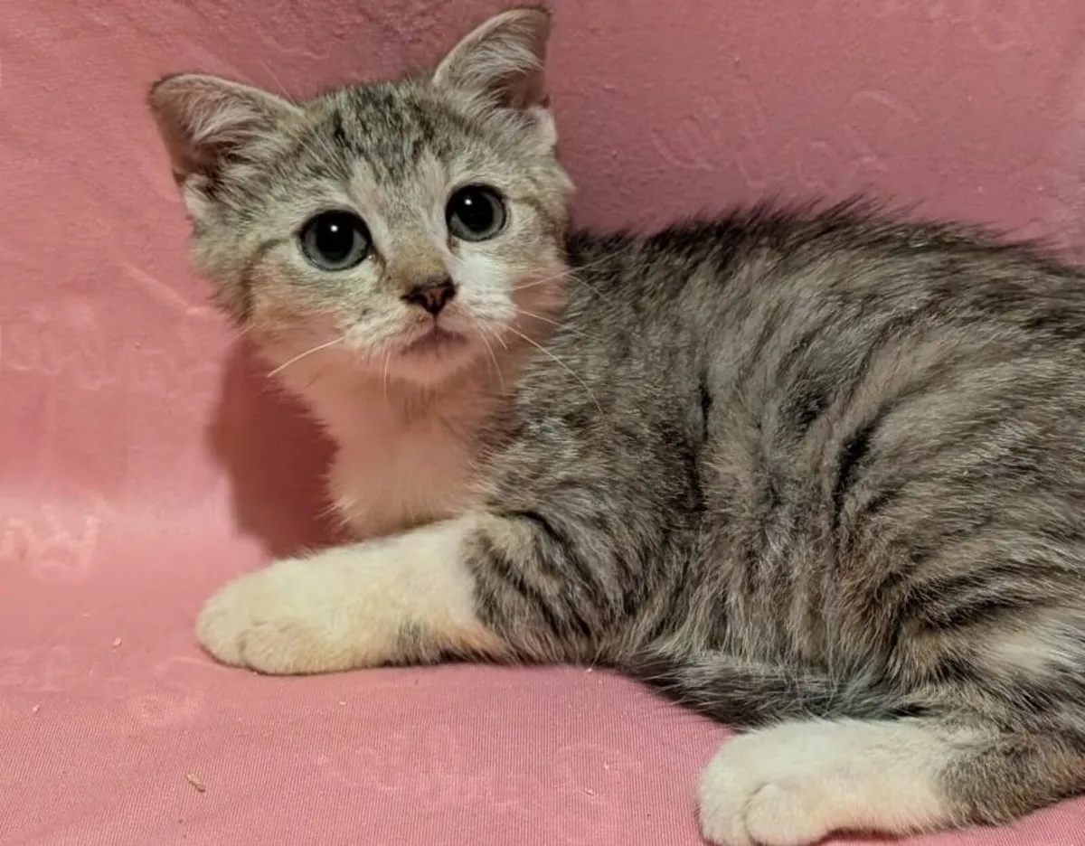 Egyptian Shorthair Kitten - Image 1
