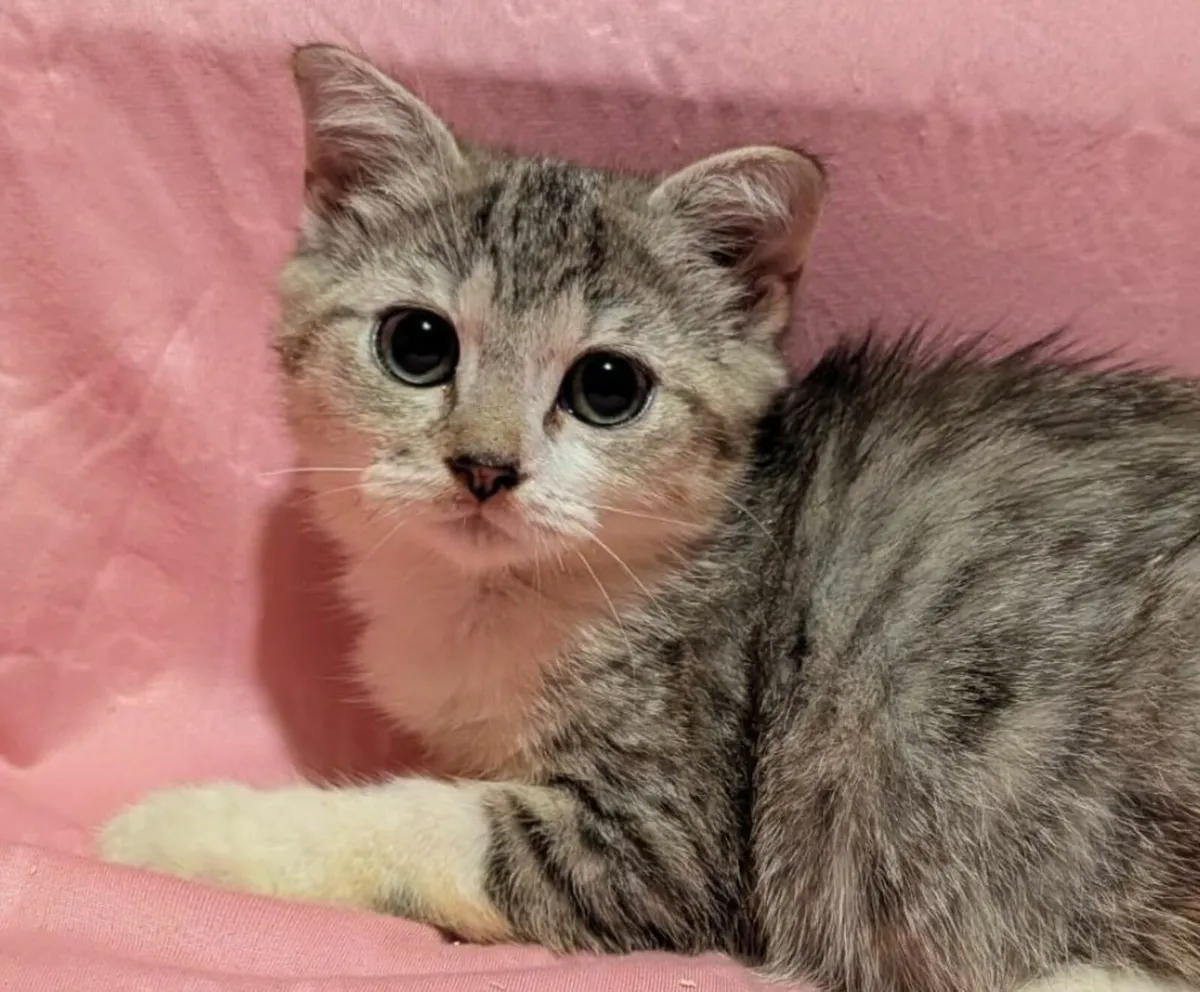 Egyptian Shorthair Kitten - Image 2
