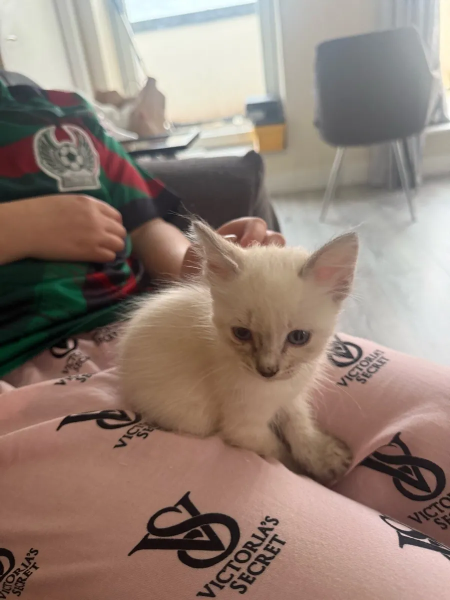 Regdoll kitten - Image 2