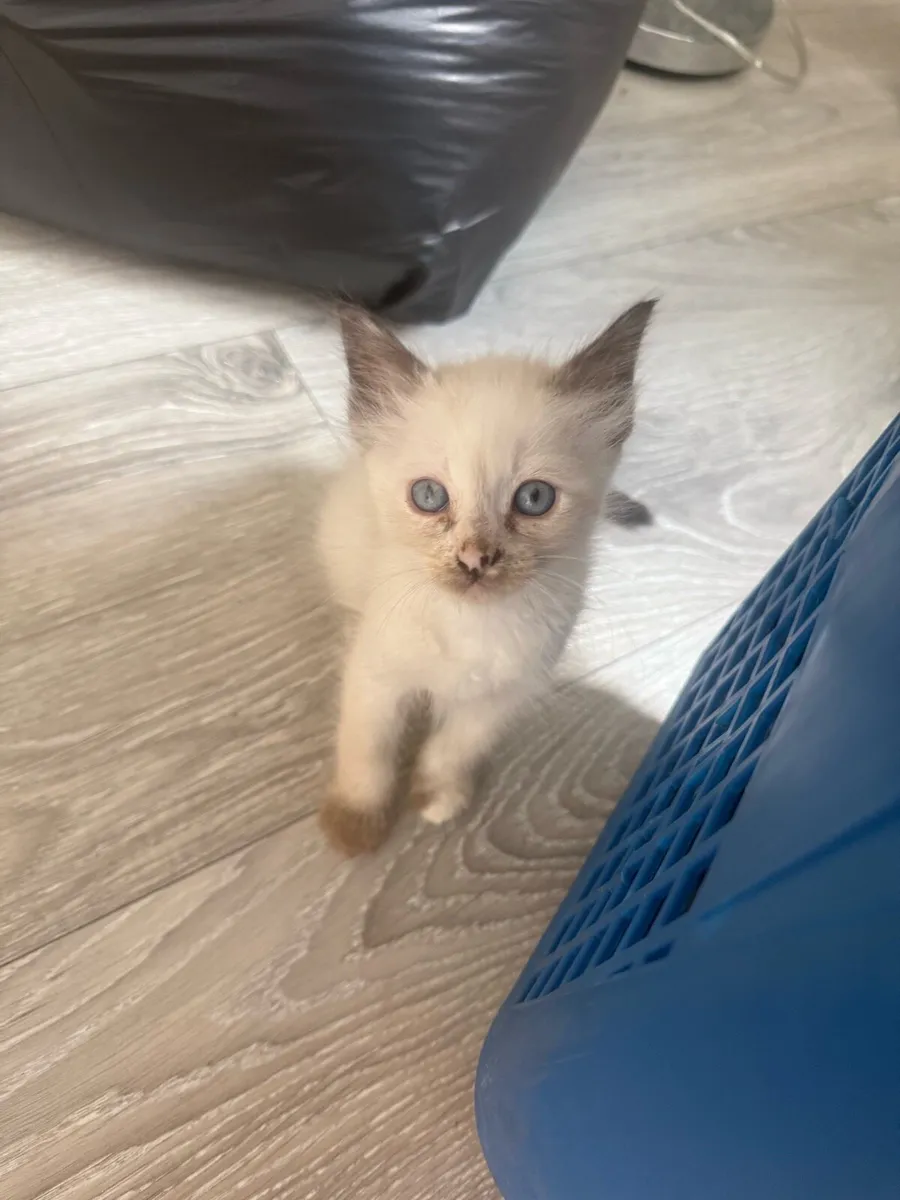 Regdoll kitten - Image 3