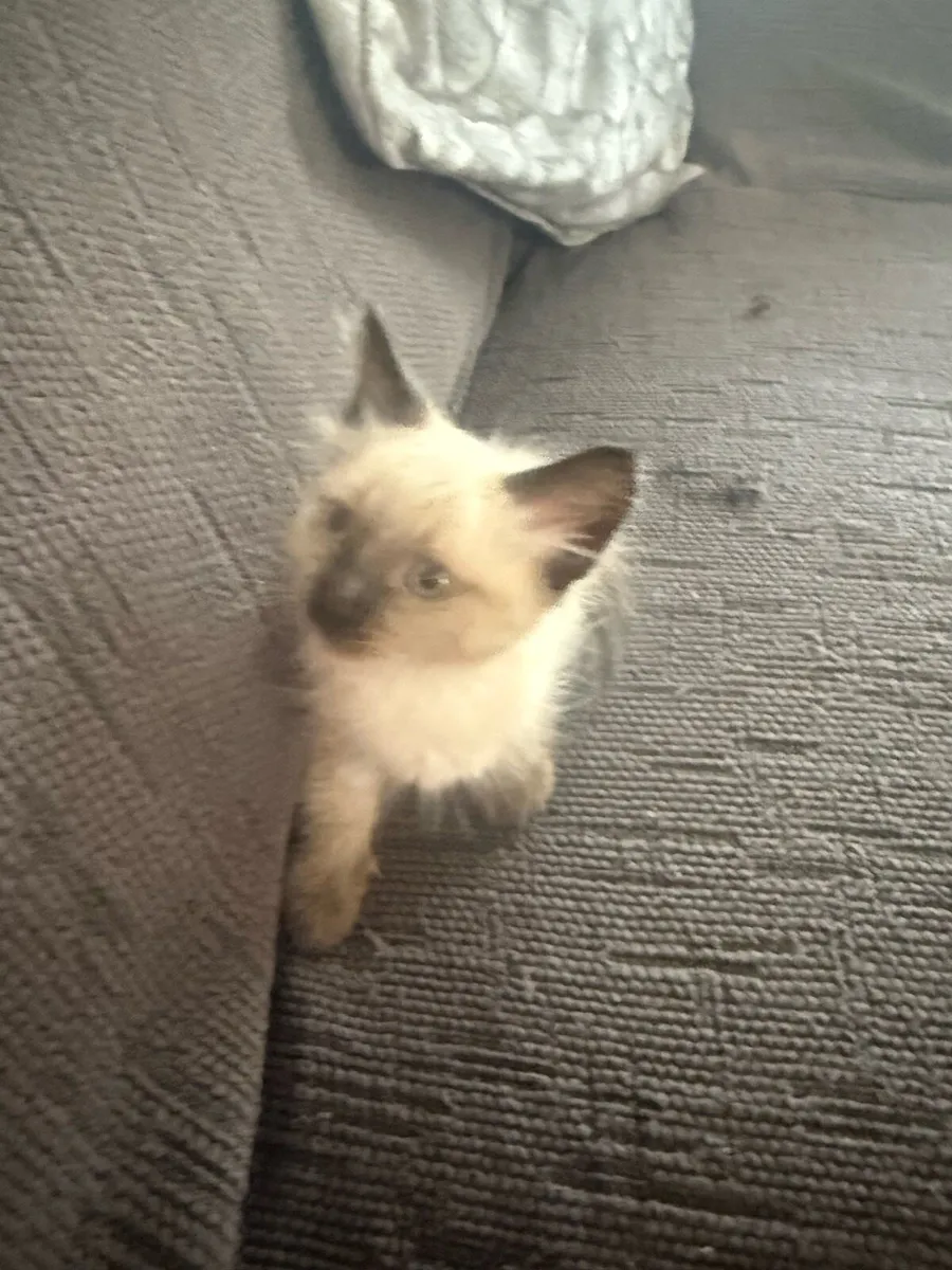 Regdoll kitten - Image 4