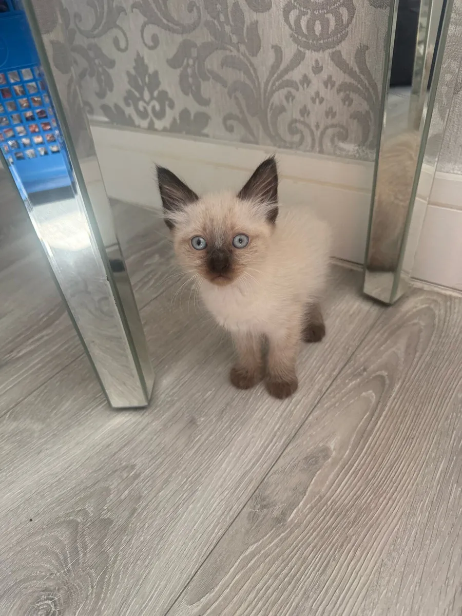 Ragdoll x seimese tabby kitten - Image 1