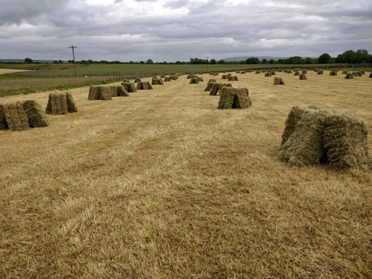 Hay - Image 2