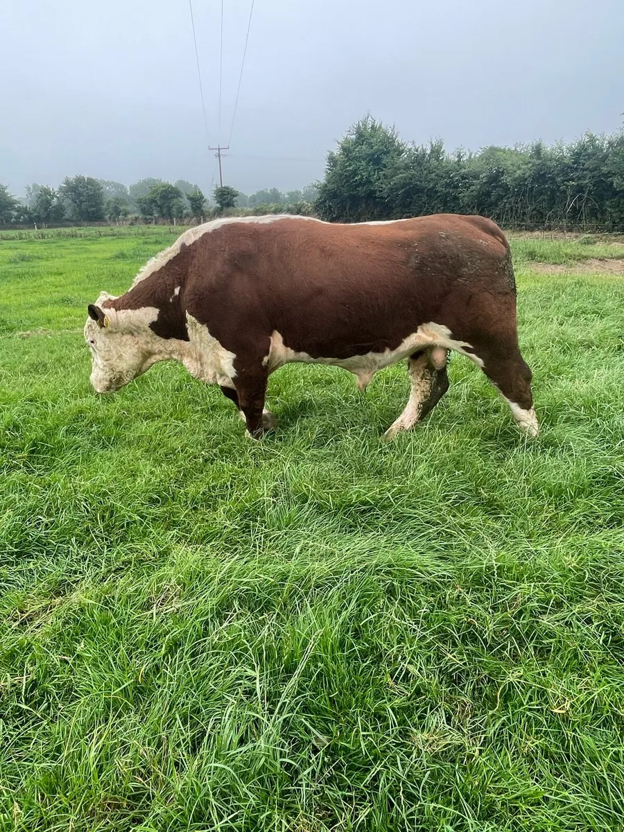 Hereford bull - Image 1