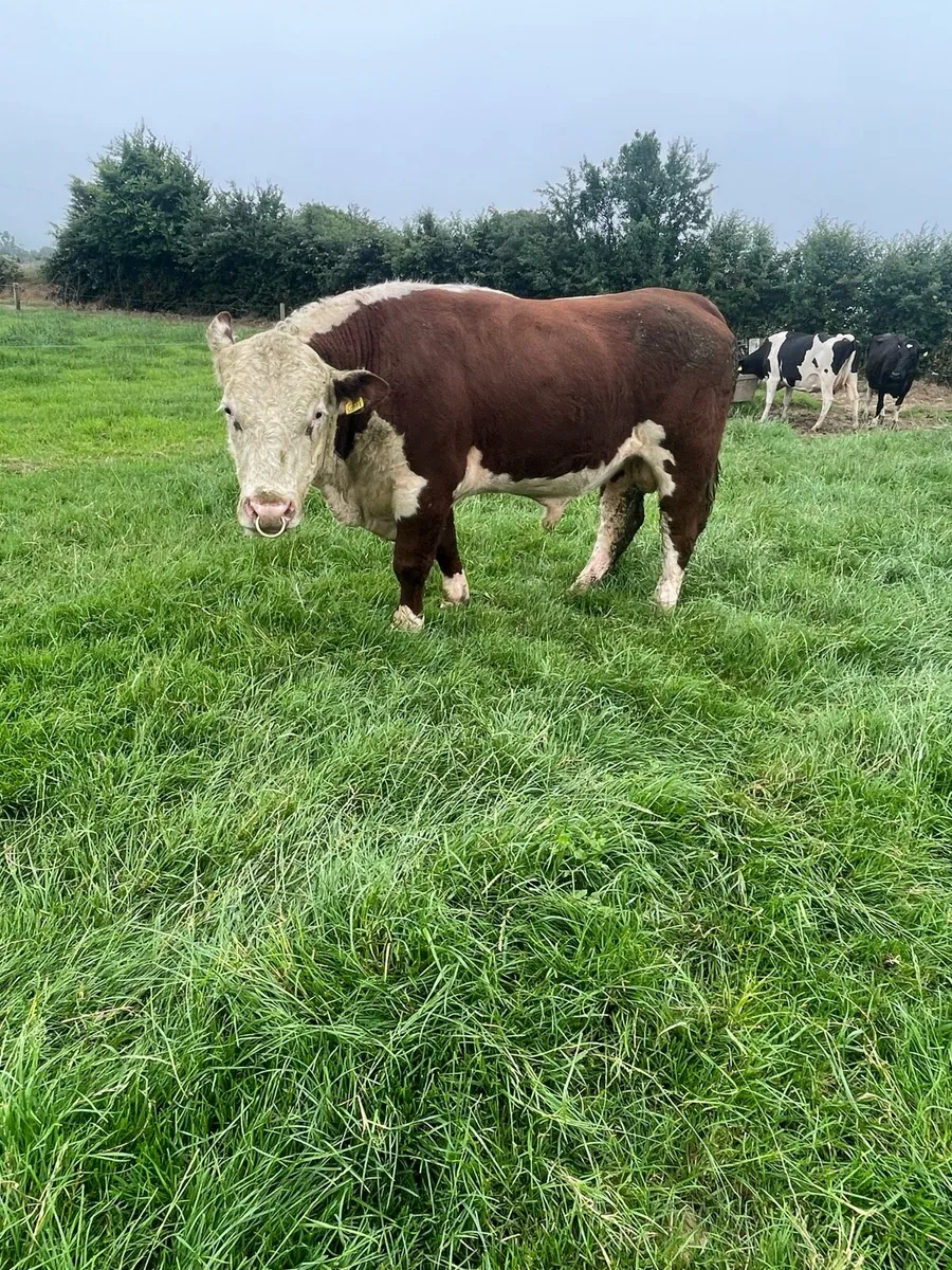 Hereford bull - Image 3