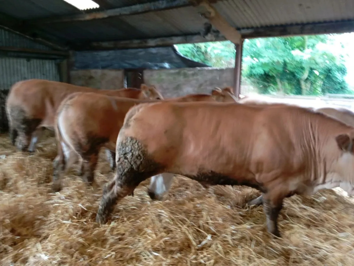 Bullocks - Image 1