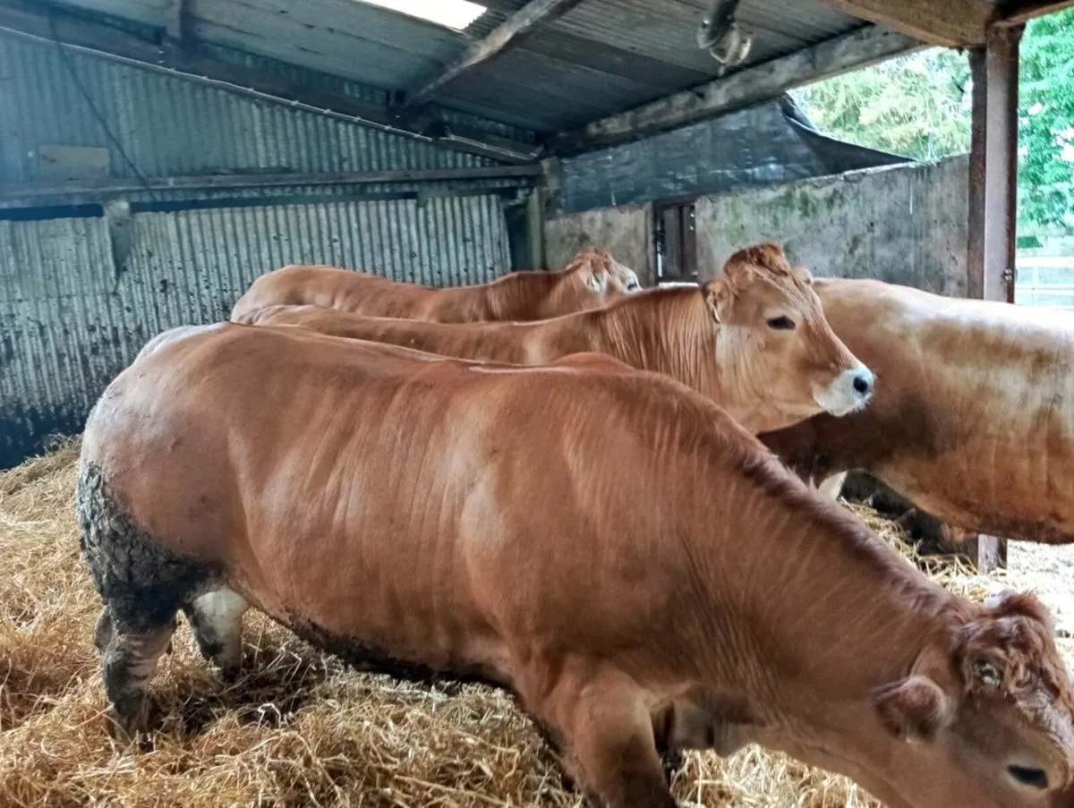 Bullocks - Image 2