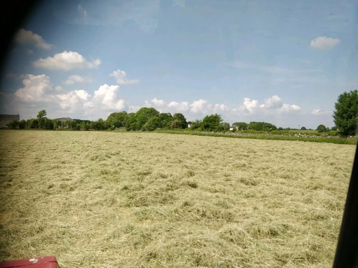 Hay - Image 3