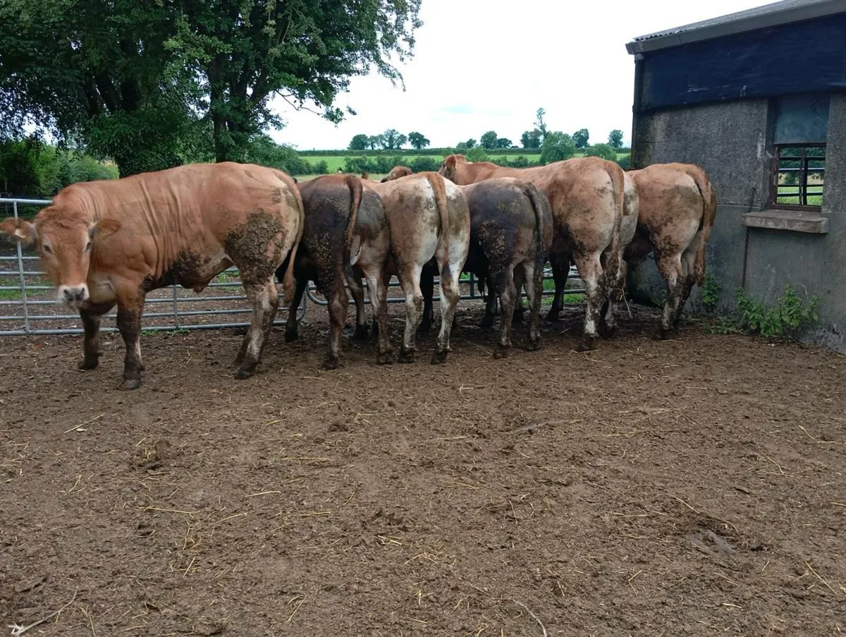 Bullocks - Image 3