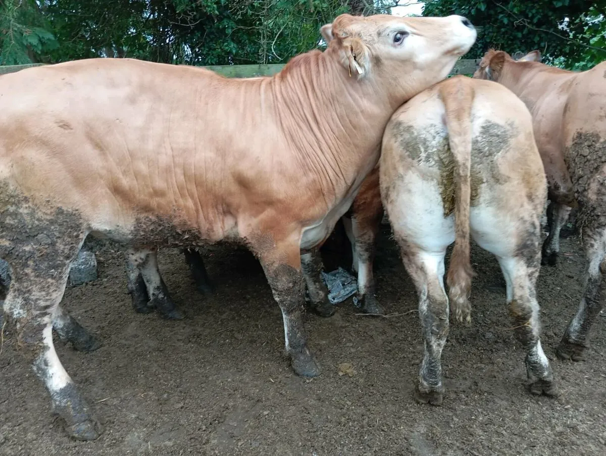 Bullocks - Image 4