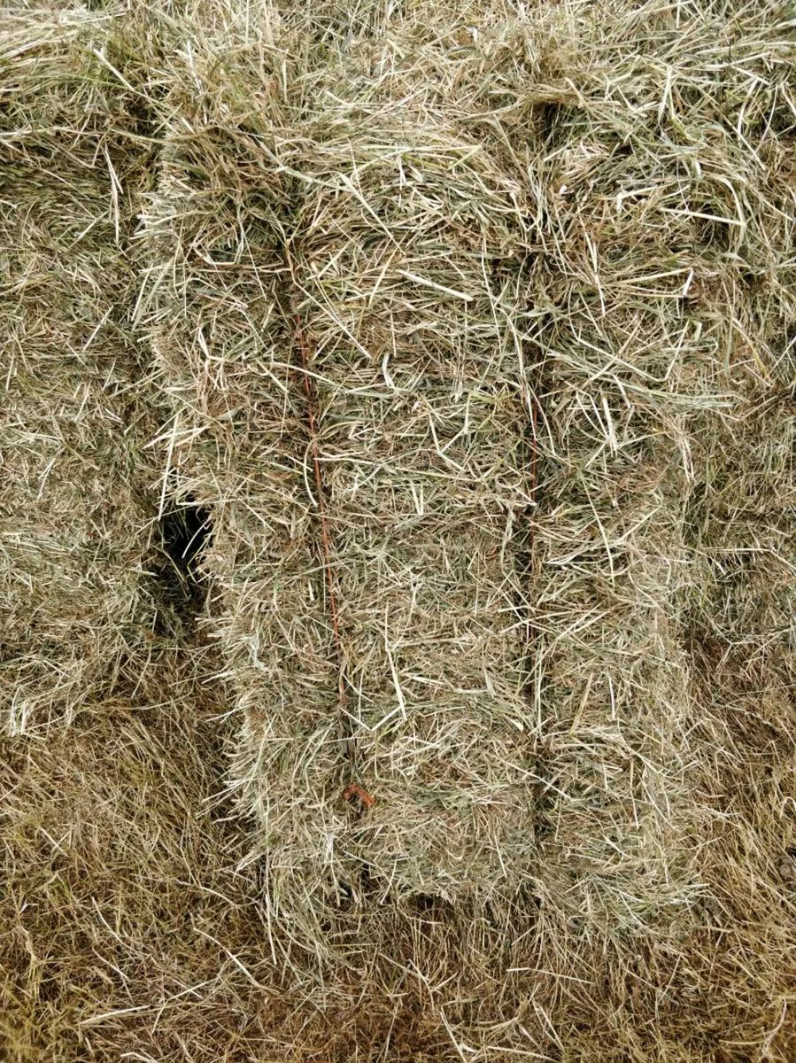 Hay - Image 4