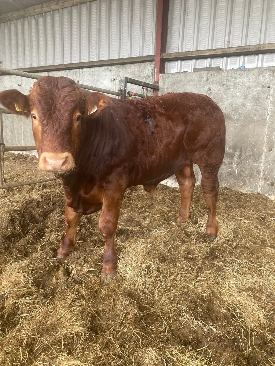 14 mth Crossbred limo weanling - Image 1