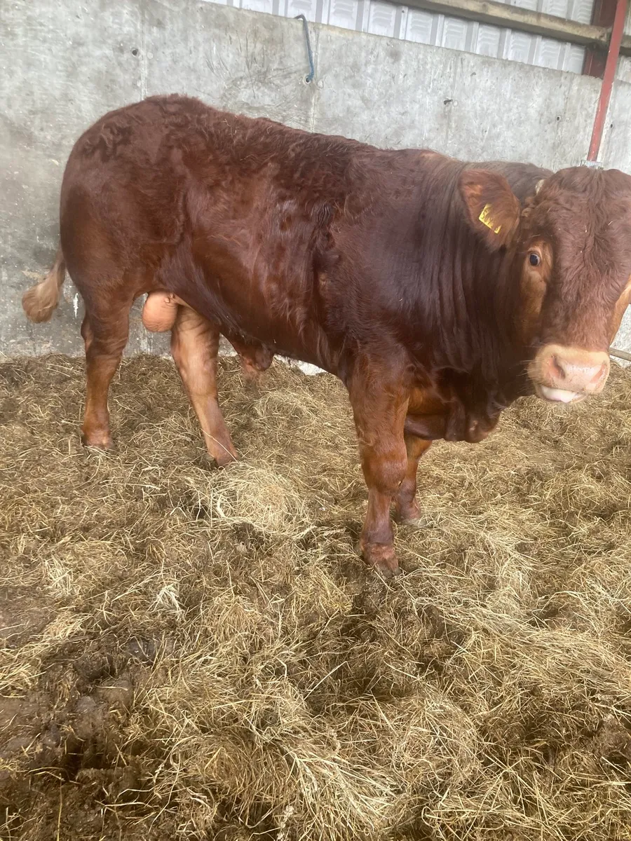 14 mth Crossbred limo weanling - Image 2