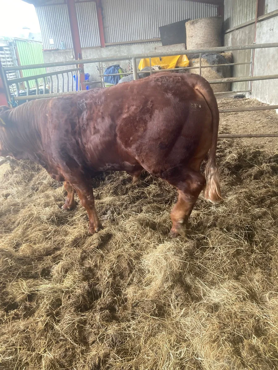 14 mth Crossbred limo weanling - Image 3