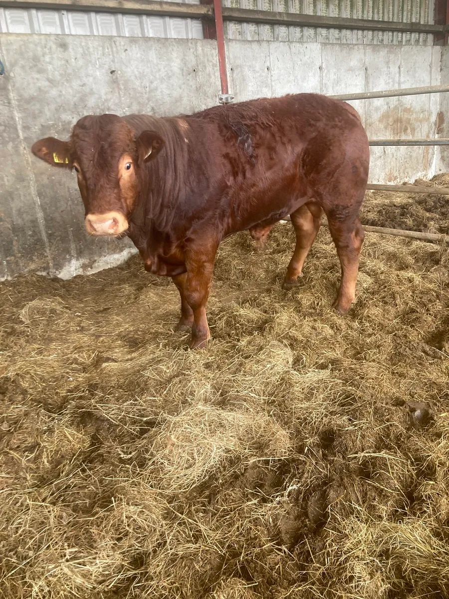 14 mth Crossbred limo weanling - Image 4