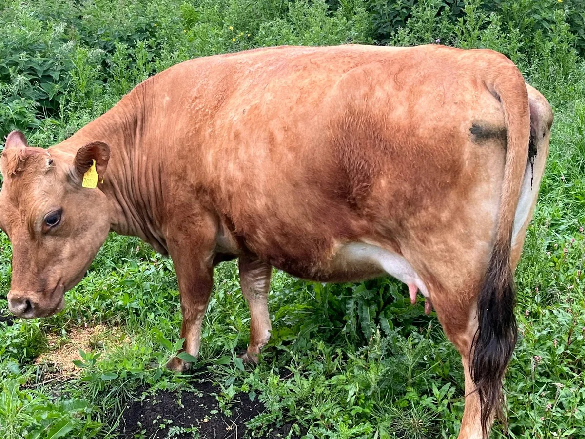 Dexter cow - Image 1