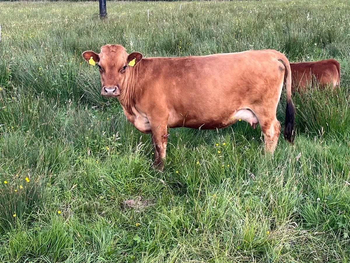 Dexter cow - Image 2