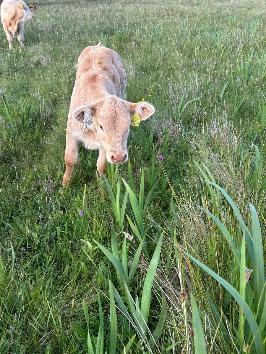 Organic runner - Image 2
