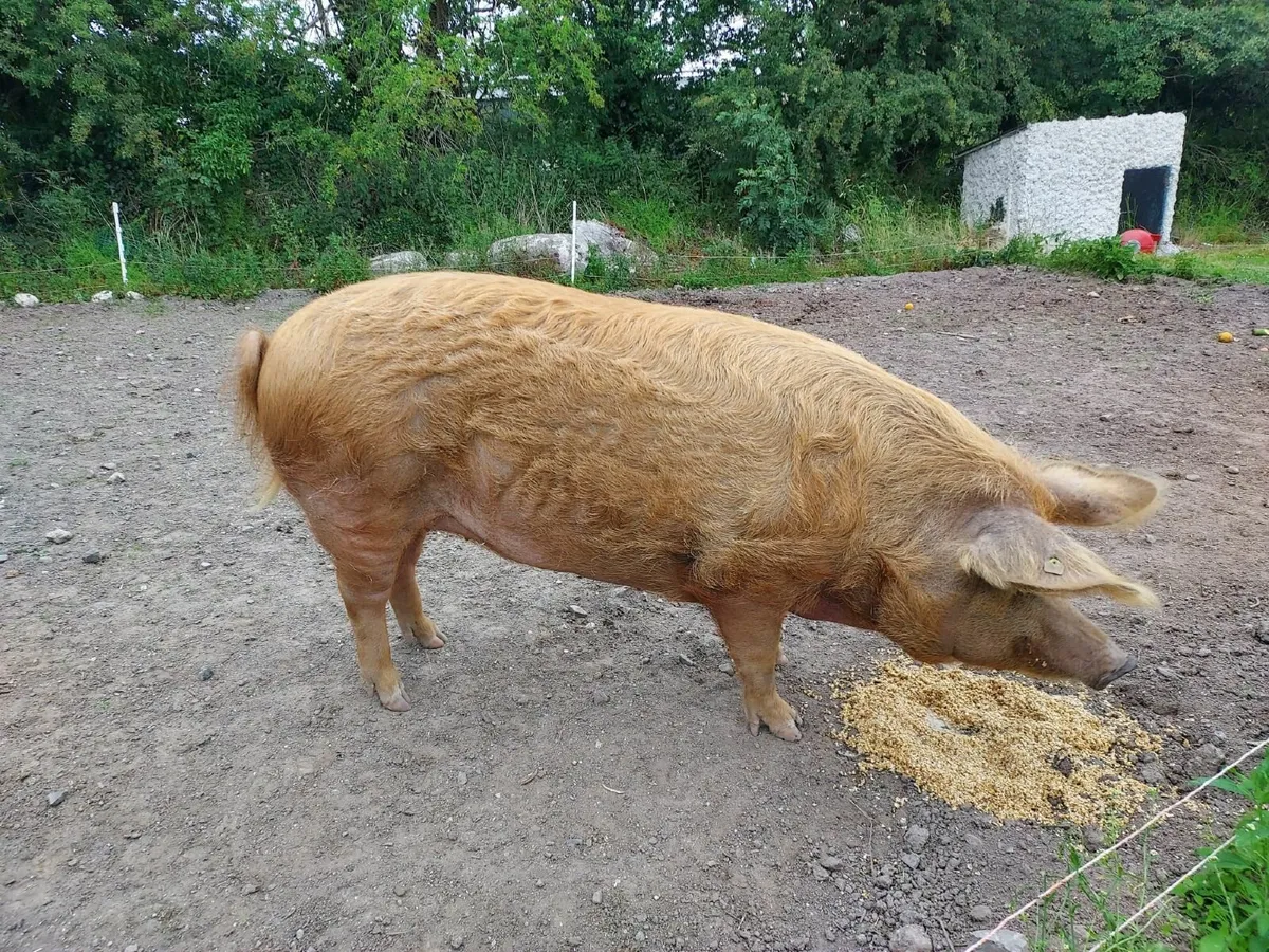 Pig - Image 1
