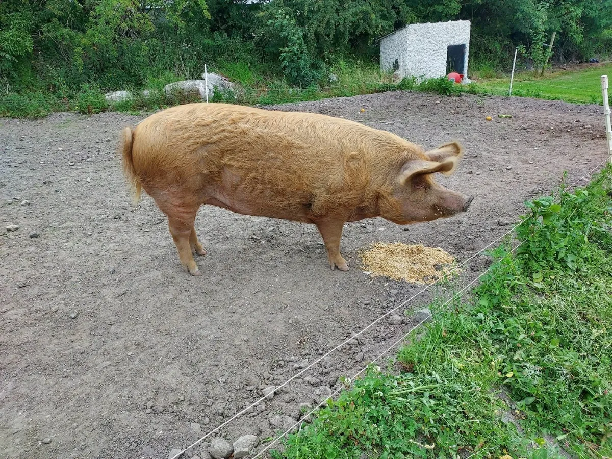 Pig - Image 2