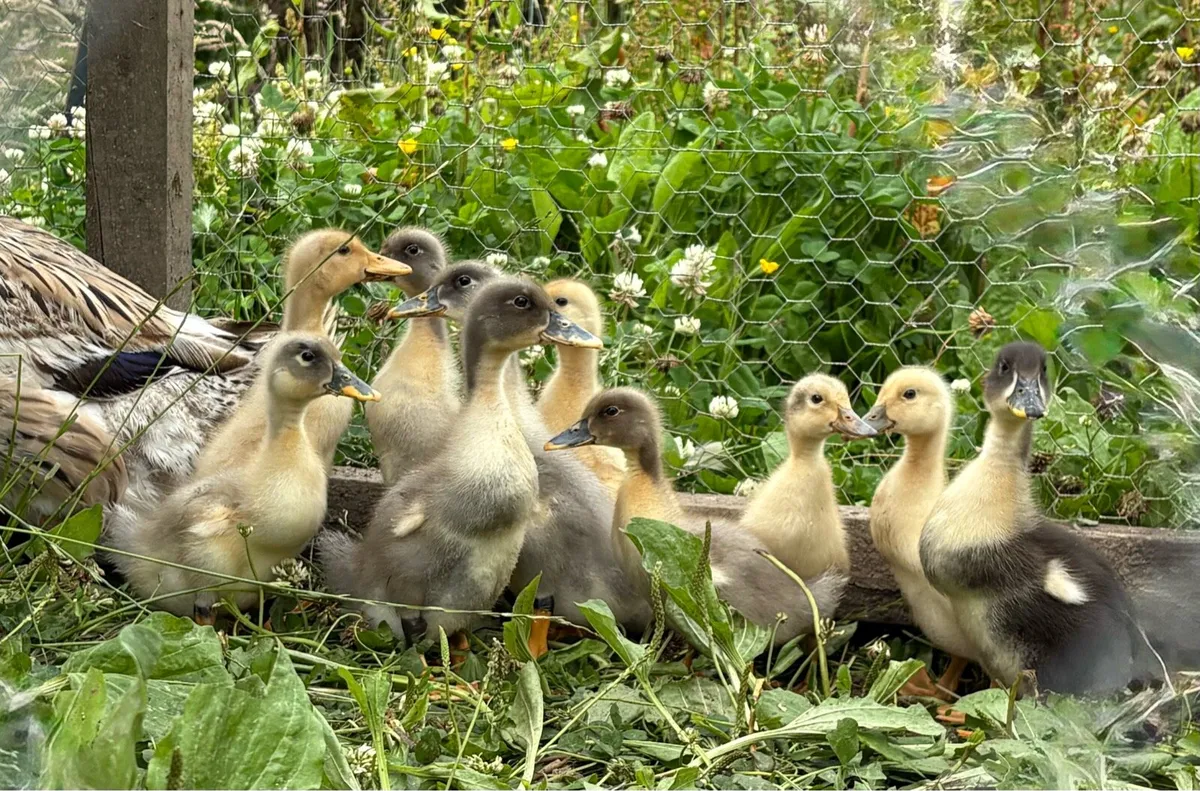 Ducklings and drakes ducks - Image 1