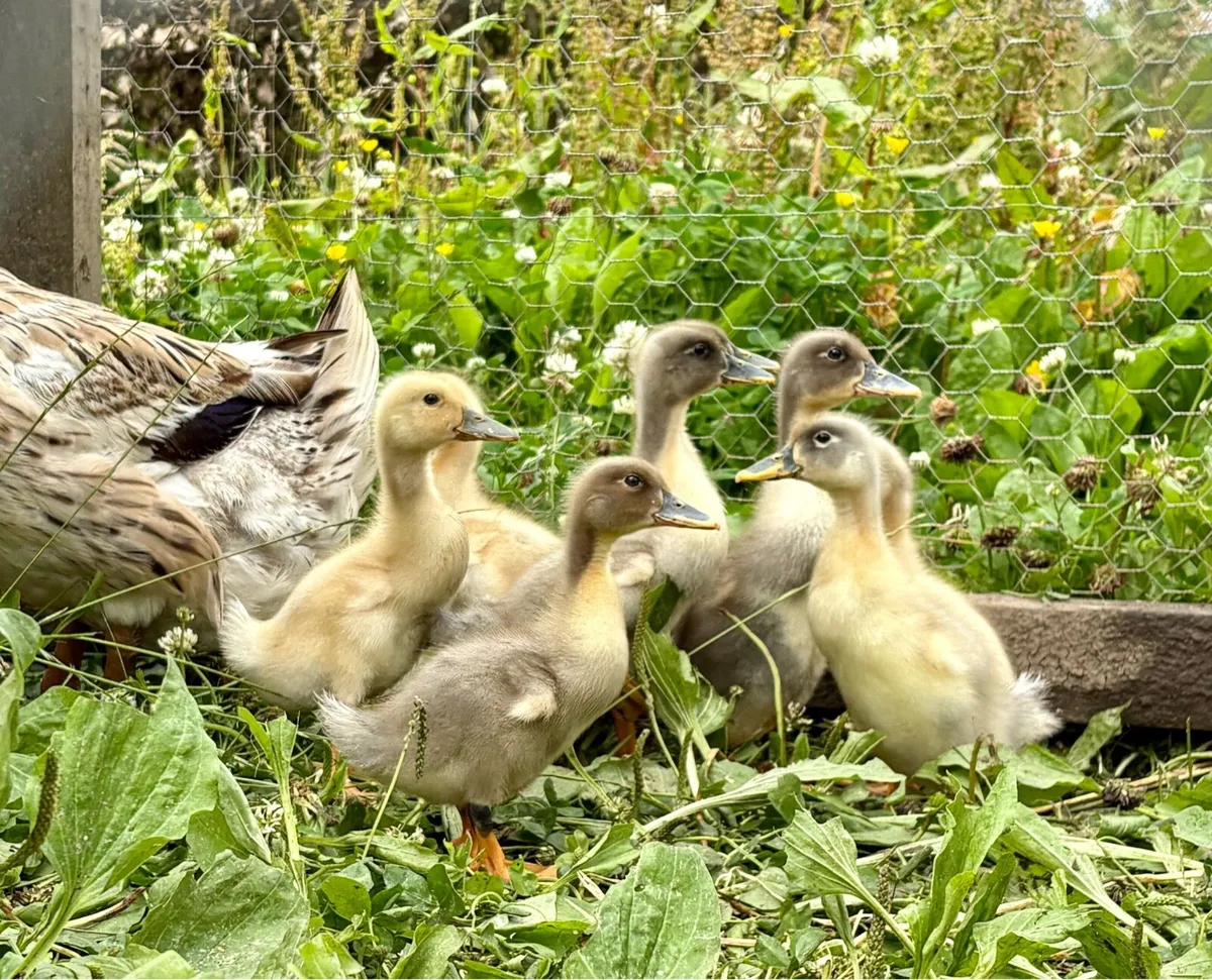 Ducklings and drakes ducks - Image 3