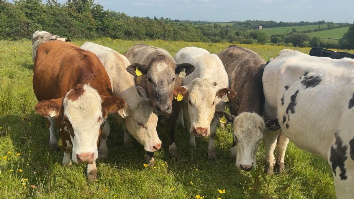Butcher heifers wanted - Image 1