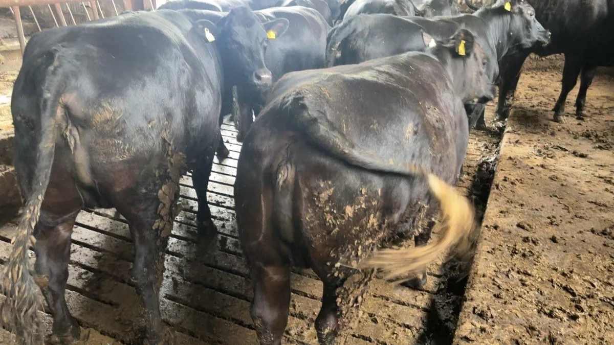 Butcher heifers wanted - Image 3