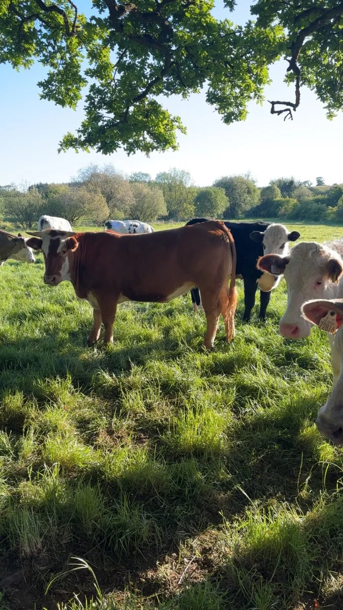 Butcher heifers wanted - Image 4