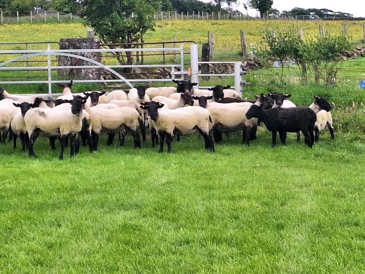 Suffolk mule hoggets - Image 1