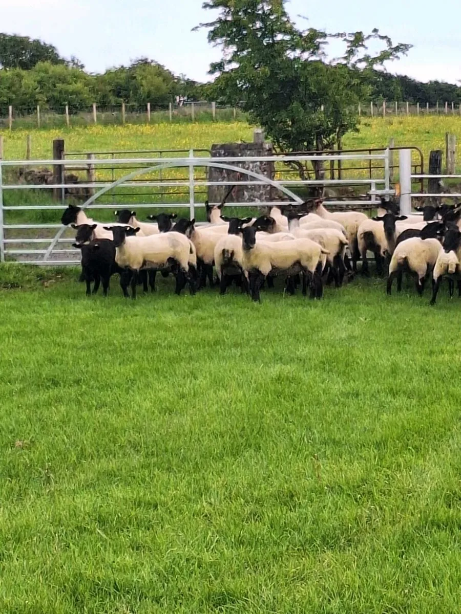 Suffolk mule hoggets - Image 2