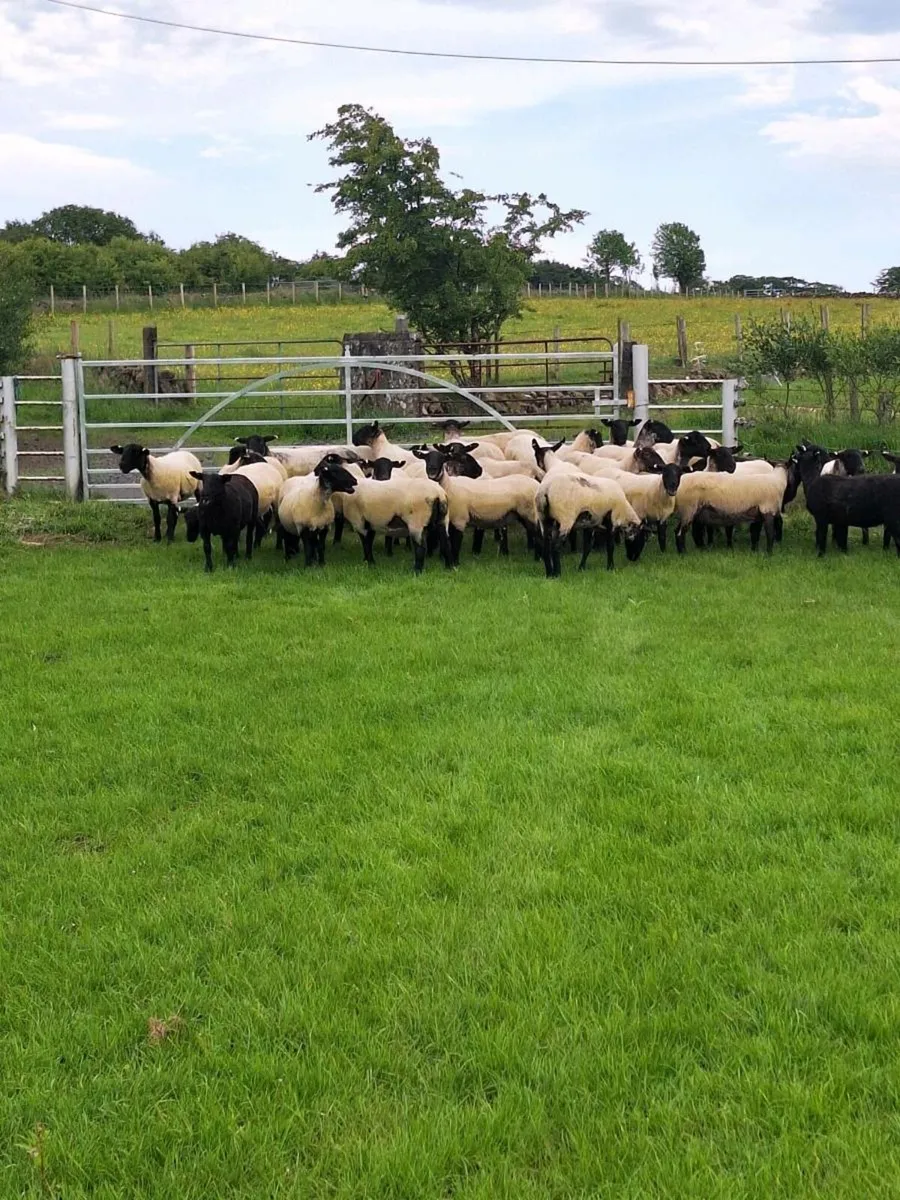 Suffolk mule hoggets - Image 3