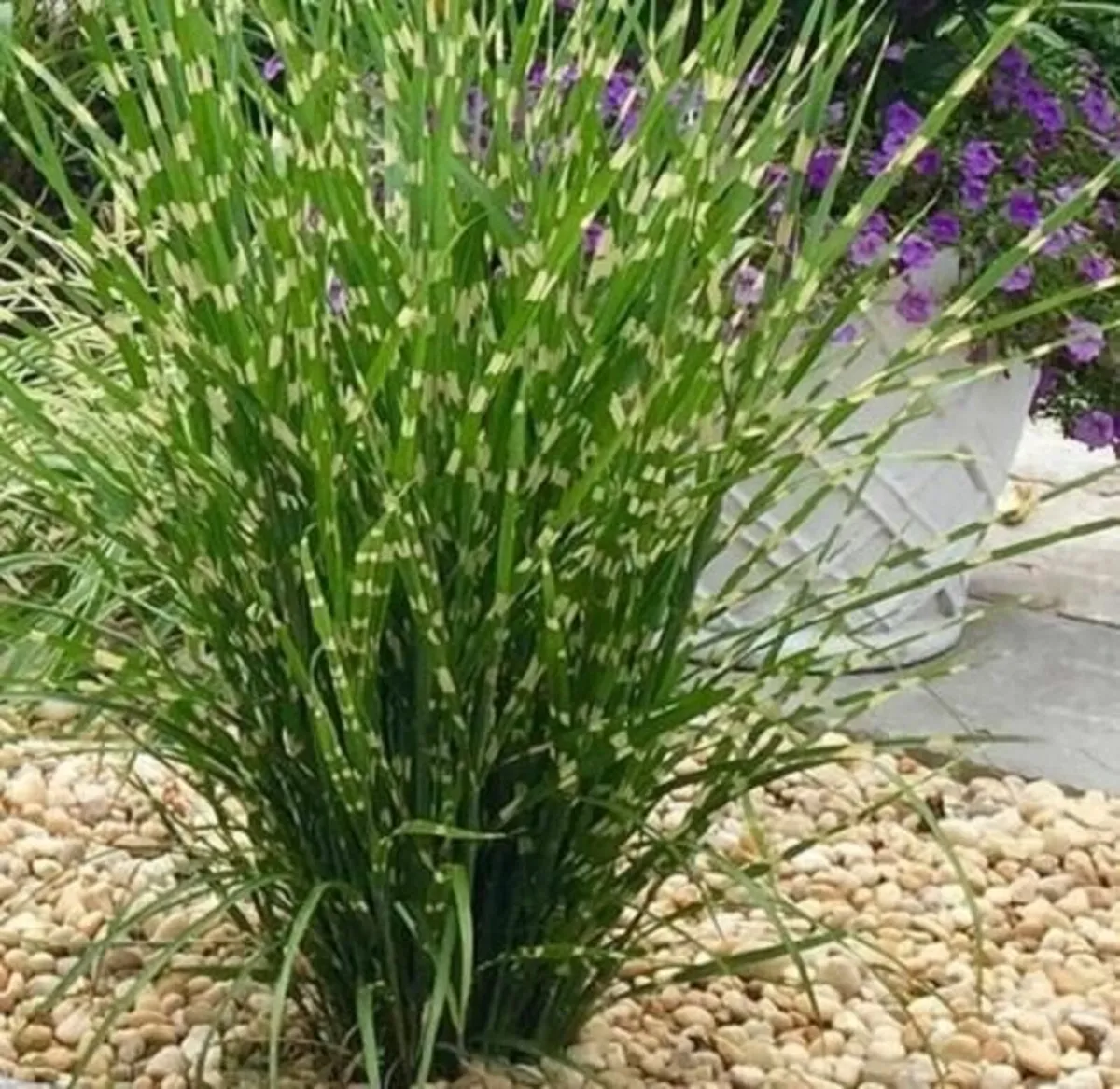 GRASSES IN MANY COLOURS AND TEXTURES - Image 1